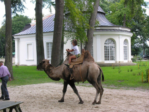 Zespół Pałacowy w Kurozwękach; mini zoo, labirynt w polu kukurydzianym i pare innych atrakcji