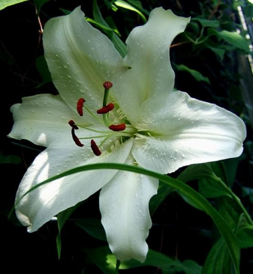 Lilia kwiat