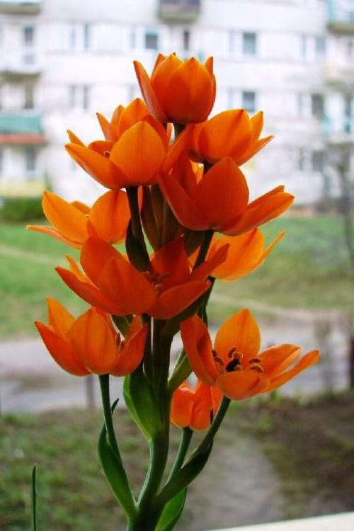 Śniadek - Ornithogalum dubium #kwiaty #Śniadek #OrnithogalumDubium