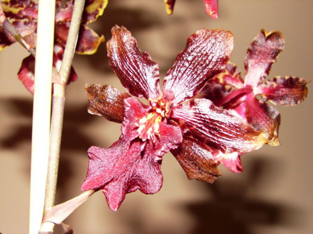 cambria #kwiaty #orchidea #storczyki