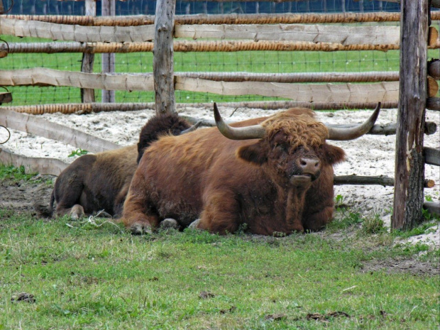 Zespół Pałacowy w Kurozwękach; mini zoo, labirynt w polu kukurydzianym i pare innych atrakcji