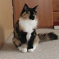 Klementynka, mała sesja mojej dziewczynki #MaineCoon #kot #zwierzęta #pupil #szylkret #kotka #kocięta