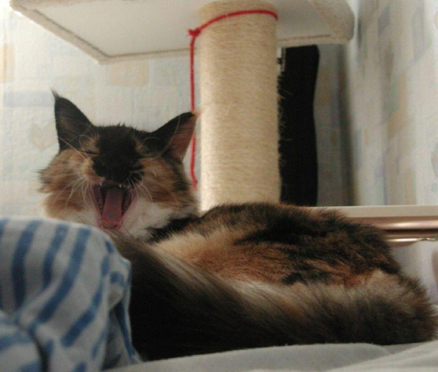 Klementynka, mała sesja mojej dziewczynki #MaineCoon #kot #zwierzęta #pupil #szylkret #kotka #kocięta