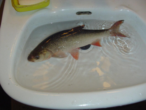 Płoć 33cm.