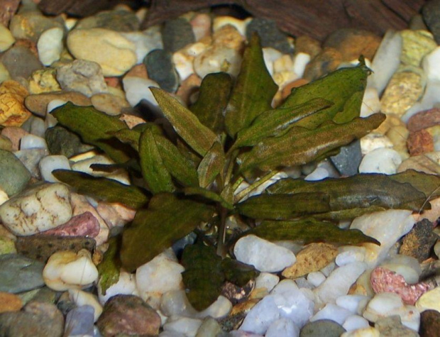 cryptocoryne rubella