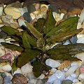 cryptocoryne rubella