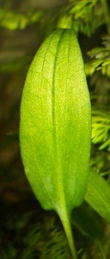 cryptocoryne wendtii green