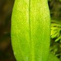 cryptocoryne wendtii green