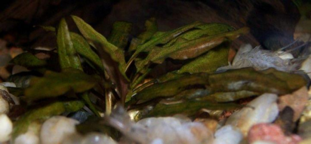 cryptocoryne rubella