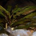 cryptocoryne rubella