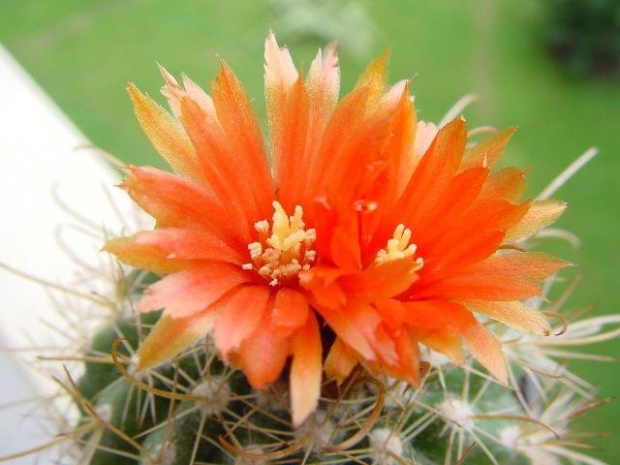 Parodia marianana