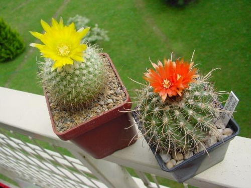 Parodia