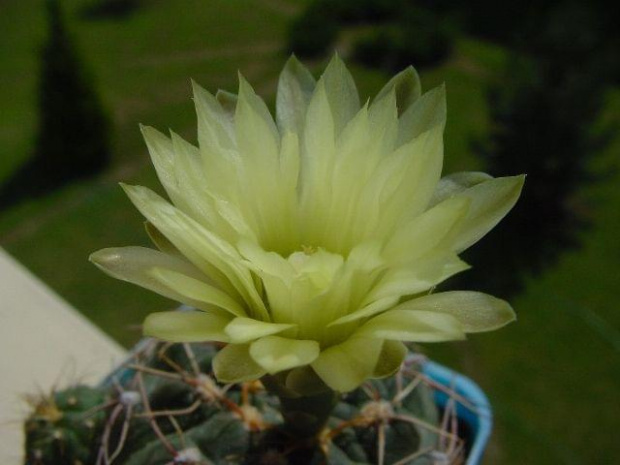 Gymnocalycium leanum