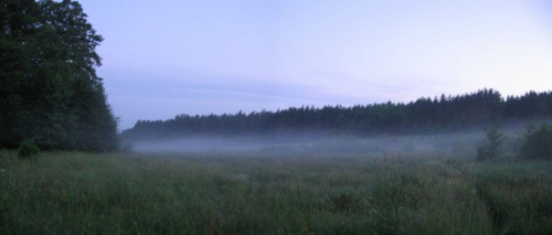 poranna mgła na skraju lasu #mgła #krajobraz #pogoda