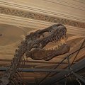 dinozauuuury :D #dinozaur #dinozaury #NaturalHistoryMuseum #muzeum #museum