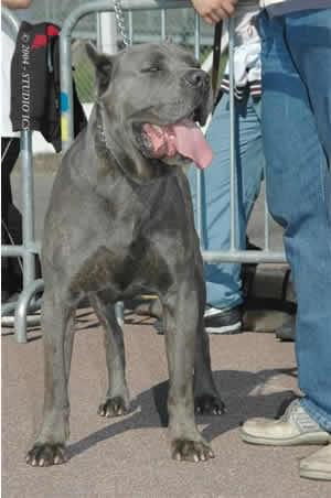 Dogo Canario (blue)