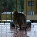 po deszczu koty wychodza