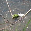 zielona żabka #żaba #żabka #staw #przyroda #czerwiec