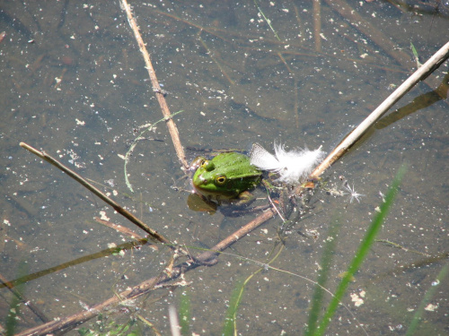 zielona żabka #żaba #żabka #staw #przyroda #czerwiec