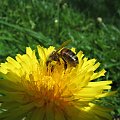 pszczoła na mleczu #pszczoła #mlecz #kwiat #przyroda #owad