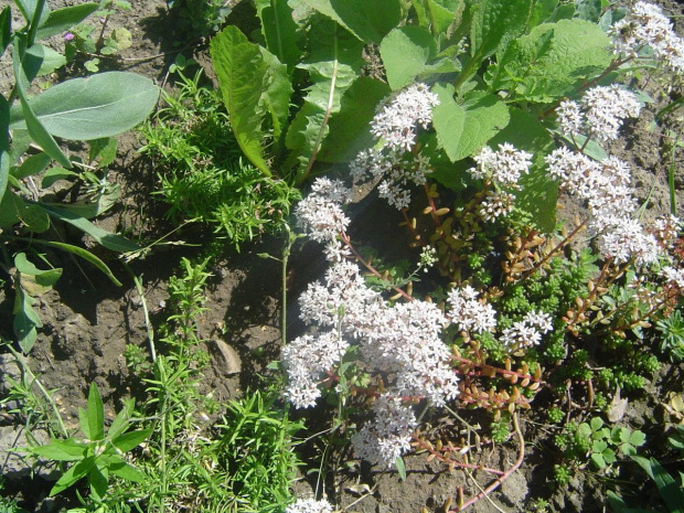 Sedum album
rozchodnik biały