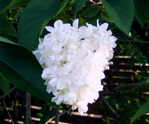 Lilak biały