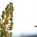 do kasztana w odwiedziny #pszczoła #osa #kasztan #owad