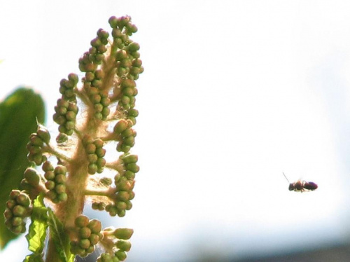do kasztana w odwiedziny #pszczoła #osa #kasztan #owad
