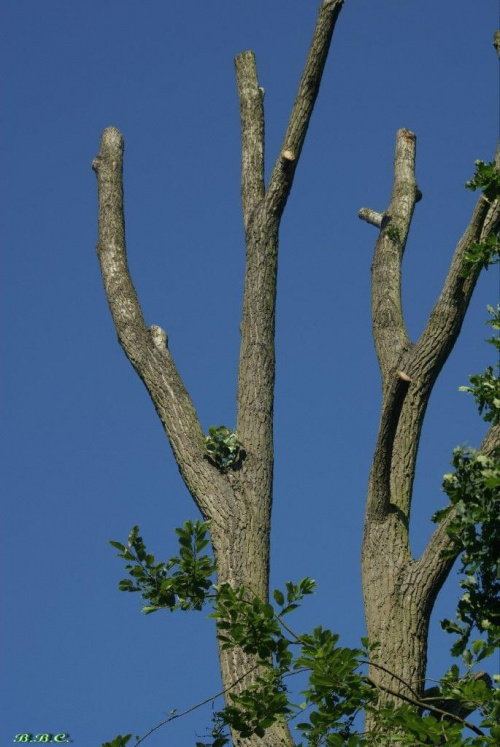 tak obecnie wyglądają okaleczone drzewa :( nieliczne małe gałązki... garść lisci... czy w przyszłym roku to drzewo jeszcze będzie zyło?