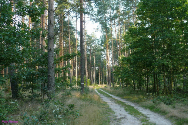 Puszcza Piska #PuszczaPiska #Pisz #Mazury #Breyt #Remes