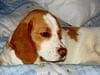 avatar #beagle