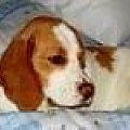 avatar #beagle