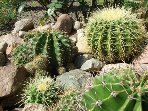 #kaktusy