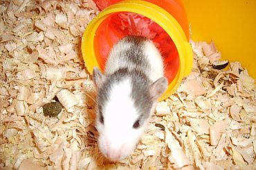 #szczurki #szczur #szczury #miot #szczraski #ogon #ogonki #ogony #ogoniaste