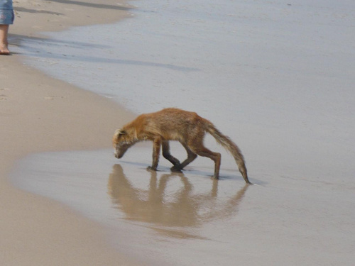 Lis na plaży! Zdawało by się że to nieprawdopodobne, jednak w Pogorzelicy to na porządku dziennym, oswojone lisy nie boją się ludzi i korzystają z morza jak oni.