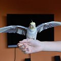 Oto PIPI:)