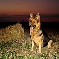 #dog #owczarek #pet #suka #pies #psy #wilczur #zwierzęta