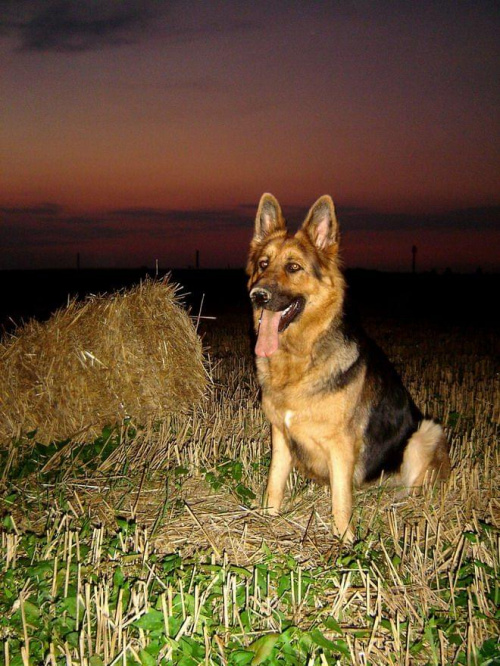 #dog #owczarek #pet #suka #pies #psy #wilczur #zwierzęta