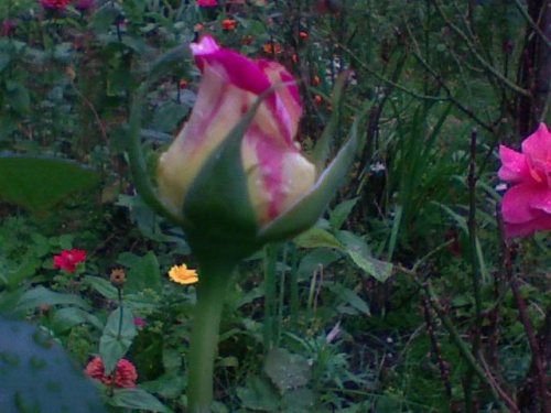 kwiaty w moim ogródku #kwiaty