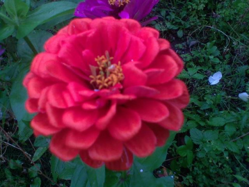 kwiaty w moim ogródku #kwiaty