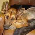 #pies #psy #OwczarekNiemiecki #wilczur #suka #zwierzęta #przyroda #przyjaciel #psotnik #szczeniak