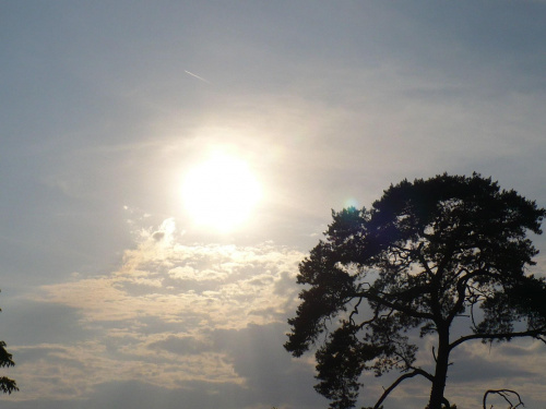 #niebo #chmury #słońce #drzewo