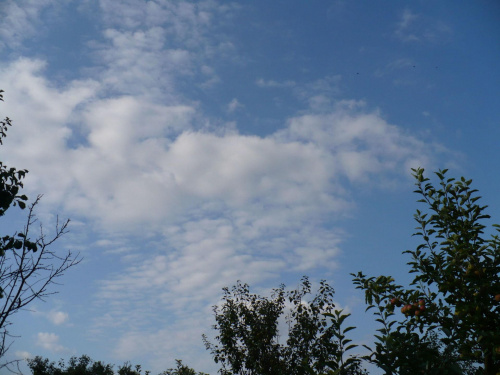 niebo #niebo #chmury #drzewa