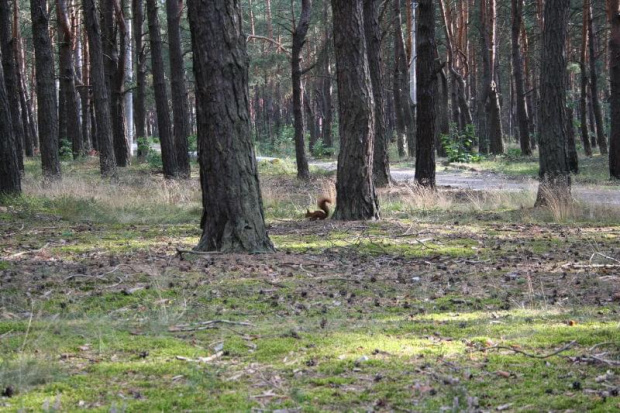 takie mam towarzystwo podczas spacerków