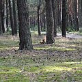 takie mam towarzystwo podczas spacerków