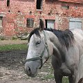 Koniki z Bulinowej chaty :P #konie #bulin #stajnia