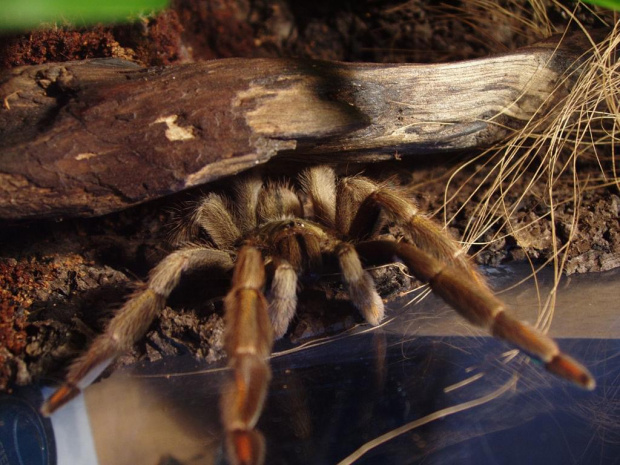 Psalmopoeus Cambridgei L7