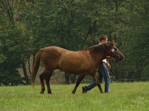 wałach NERON