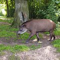 wycieczka do zoo fota cork