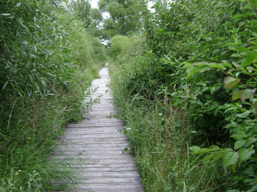 Biebrzański Park Narodowy Lipiec 2oo7